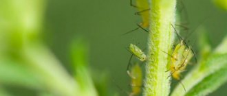 How to fight black aphids on plants