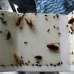 черные тараканы