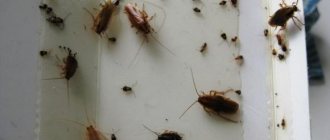 black cockroaches