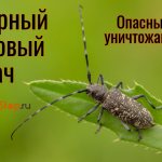 Black spruce longhorned beetle