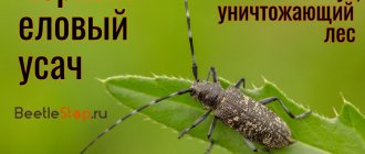 Black spruce longhorned beetle