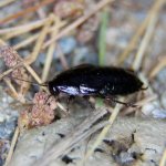 Черный таракан