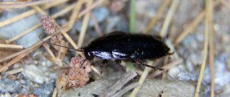 Black beetle