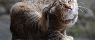 Чесотка у кошки.