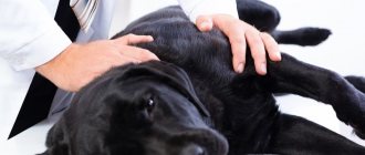 What to do if a dog is bitten by a bee on the paw, face, lip, ears