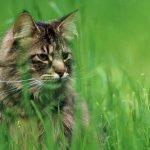 что делать если у кота клещ