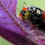 what do ladybugs eat