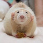 что едят крысы домашние