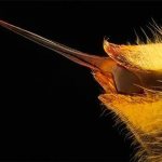 What to use for a wasp sting how to treat a wasp sting for severe allergies