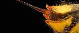 What to use for a wasp sting how to treat a wasp sting for severe allergies