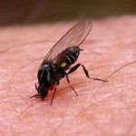 Что-то кусает в постели, но не клопы?