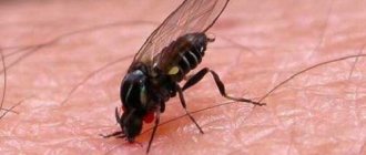 Something bites in the bed, but not bedbugs?