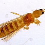 Цветочный трипс - это что такое? Фото, способы борьбы