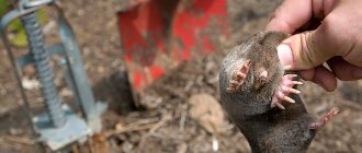 Давайте посмотрим, какими способами можно действительно быстро и эффективно поймать кротов в своем огороде...
