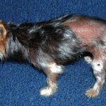 Actions to take if dogs are allergic to flea bites