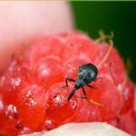Weevil on raspberries