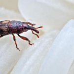 Долгоносик в квартире: причины появления, методы борьбы, советы и рекомендации