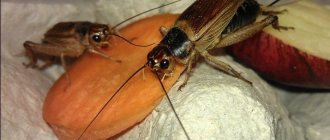 домашние сверчки