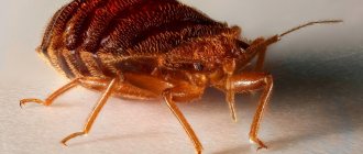 House bug or also called bed bug.