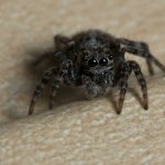 домашний паук