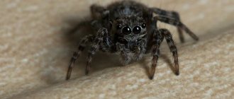house spider