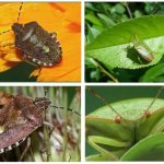 Древесный клоп подборка