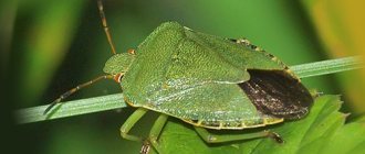 Wood bug
