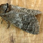 древоточец