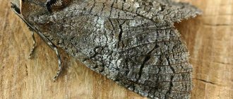 woodworm