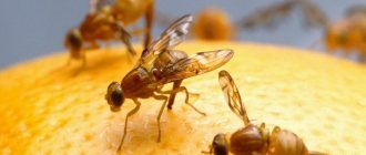 Drosophila at magnification