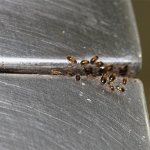 Дым, образуемый дымовой шашкой, уничтожает тараканов быстро и даже в самых укромных местах.