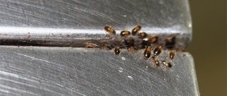 Дым, образуемый дымовой шашкой, уничтожает тараканов быстро и даже в самых укромных местах.