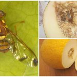 Дынная муха