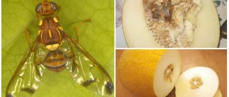Melon fly