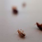 The only thing that prevents you from destroying bedbugs is the mistakes that you make, being convinced of certain myths about bedbugs.