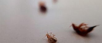 Единственное, что не дает вам уничтожить клопов - ошибки, которые вы допускаете, будучи убежденными в тех или иных мифах о клопах.