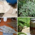 Эффективные народные средства от блох