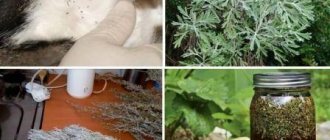 Effective folk remedies for fleas