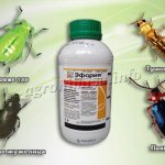 Ephoria will rid grain crops of these pests