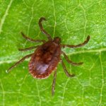 Encephalitis ticks in Russia - a Japanese biological bomb?