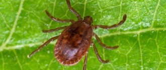 Encephalitis ticks in Russia - a Japanese biological bomb?