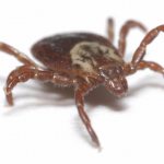 Энцефалитный клещ