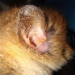 entomozan with reviews