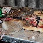 If such a device literally tears a rat apart, then a rat trap can easily break the paw of a cat or dog.