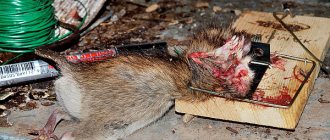 If such a device literally tears a rat apart, then a rat trap can easily break the paw of a cat or dog.