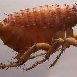 If small insects that can jump appear in the apartment, this means that you need to fight these blood-sucking parasites immediately, which we will talk about next.