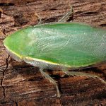 These cockroaches fly well.