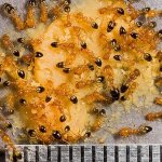 Фараоновы муравьи очень маленького размера - около 2-х мм