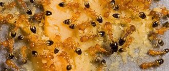 Pharaoh ants are very small in size - about 2 mm