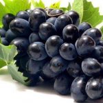 филлоксера винограда